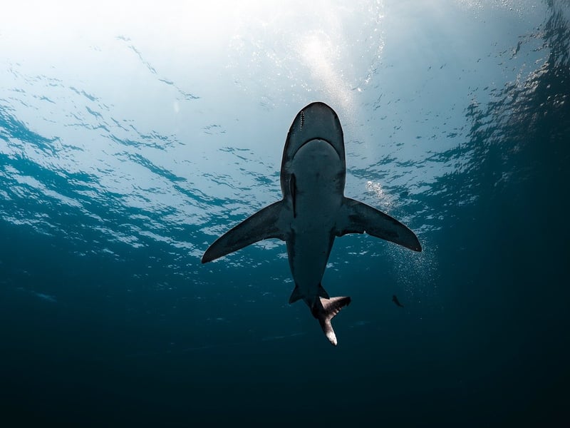 Deep Sea Exploration